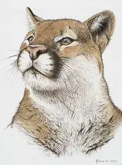 Cougar by Randy Fehr, 1993, acrylic on paper, sold Nov 1996
