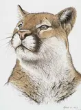 Randy Fehr, Cougar