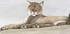 Randy Fehr, Contemplation - Cougar, 1995, acrylic on paper