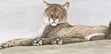 Randy Fehr, Contemplation - Cougar