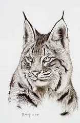 Randy Fehr, Bobcat, 1991, acrylic on paper