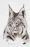 Randy Fehr, Bobcat