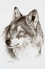 Randy Fehr, Wolf Portrait, 1991, acrylic on paper