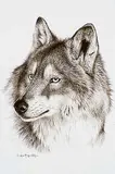 Randy Fehr, Wolf Portrait