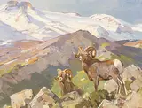Carl Rungius, Untitled - Rocky Mountain Sheep