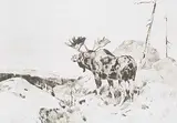 Carl Rungius, The Answer from the Barren