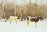 John Webster, Cattle in a Clearing, watercolour on paper