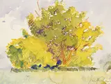James Dichmont, Untitled - Sketch of Tree, watercolour on paper