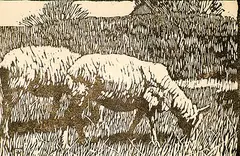 Frederick Stanley Haines, Untitled - Two Sheep, wood block on paper