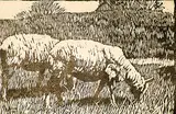 Frederick Stanley Haines, Untitled - Two Sheep, wood block on paper
