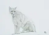 Greg Watson, Lynx, 1991, graphite on paper