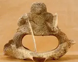 Sakey Evvik, Hunter, 1989, carving in bone