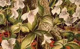 Illingworth Kerr, Trilliums