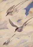 Illingworth Kerr, Untitled - Terns