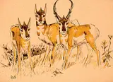 Illingworth Kerr, Untitled - Antelope