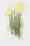 Molly Lamb Bobak, Daffodils #149/250, 1978, colour lithograph on paper