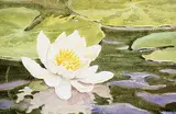 Arthur Alexander Drummond, Untitled - Waterlilies, watercolour on paper