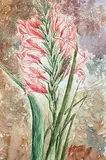 Harriet Mary Ford, Untitled - Study of Gladiolus, watercolour on paper