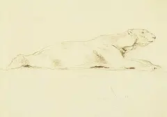 Untitled - Sketch of a Polar Bear by Arthur Wardle, pencil on paper, sold Nov 1995