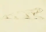 Arthur Wardle, Untitled - Sketch of a Polar Bear