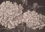 Henry Eric Bergman, Peonies #4/60