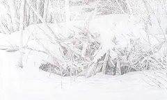 Untitled - Winter Woods by Walter Drohan, 1980, graphite and coloured pencil on paper, sold May 1995