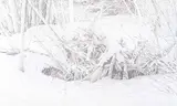 Walter Drohan, Untitled - Winter Woods