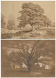 William Alfred Delamotte, Study Of A Sycamore, Holton Park; Windsor Great Park (I & Ii), pen and ink and wash and pencil on paper (i)