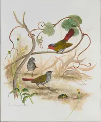 Gabriel Ellison, Green-Winged Pytilia And A Beetle, gouache over pencil on paper