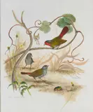 Gabriel Ellison, Green-Winged Pytilia And A Beetle, gouache over pencil on paper