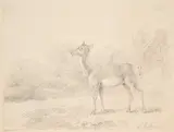 Sawrey Gilpin R.a., A Deer, pencil