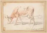 Hendrik Willem Schweickhardt, A Cow Grazing, chalk on laid paper