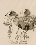 Robert Hainard, Oiseaux