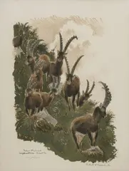 Robert Hainard, Bouquetins, lithographie