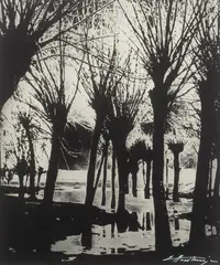 Edward Hartwig, Wierzby, fotografia czarno-biała, odbitka bromowa (vintage print), 23