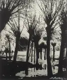 Edward Hartwig, Wierzby, fotografia czarno-biała, odbitka bromowa (vintage print), 23