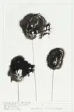 Włodzimierz Pawlak, Kwiaty van Gogha, 2005, 2005, tusz, papier