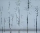 Rafał Borcz, Olchy, 2012, 2012, olej, płótno