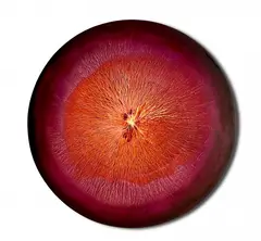 Rhythms - pulsating Magenta Orange, 2025 by Martyna Łuszczyńska, 2025, olej, płótno, sold Jun 2025