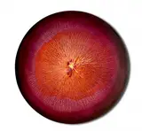 Martyna Łuszczyńska, Rhythms - pulsating Magenta Orange, 2025, 2025, olej, płótno
