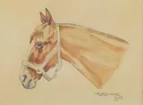 Karol Kossak, Studium głowy konia, 1947