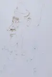Maciej Świeszewski, Bez tytułu, tusz, papier