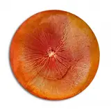 Martyna Łuszczyńska, Rhythms Orange, 2024, 2024, olej, płótno