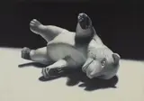 Jakub Adamek, Niedźwiedź - Policja dla zwierząt Animal Planet, 2007, 2007, olej, płótno