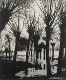 Edward Hartwig, Wierzby, fotografia czarno-biała, odbitka bromowa (vintage print), 23