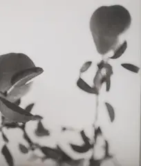 Bronisław Schlabs, Kwiaty, fotografia czarno-biała, papier barytowy (vintage print)