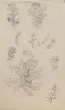 Józef Mehoffer, Ze szkicownika, ołówek, papier