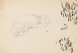 Józef Mehoffer, Szkic śpiącego psa, ołówek, tusz, papier