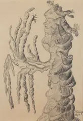 Teofil Ociepka, Drzewo, 1970 r., 1970, ołówek, papier