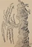 Teofil Ociepka, Drzewo, 1970 r., 1970, ołówek, papier